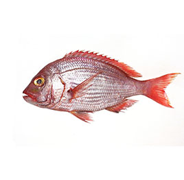 Red Snapper